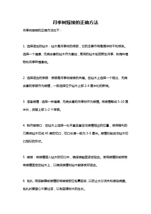 月季树嫁接的正确方法