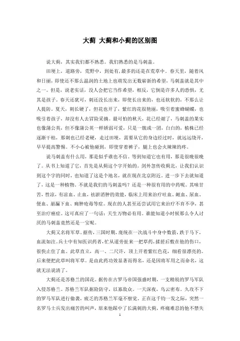大蓟 大蓟和小蓟的区别图