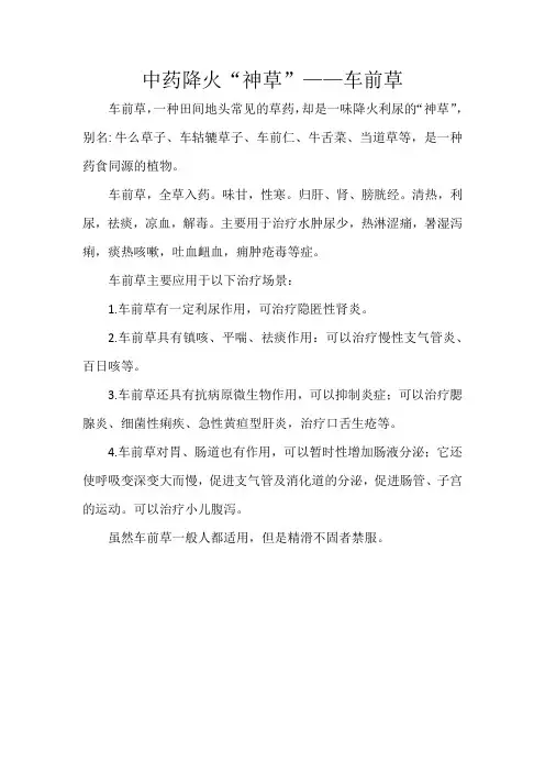 中药降火“神草”——车前草