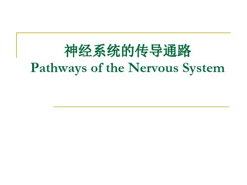 系统解剖学：神经系统的传导通路