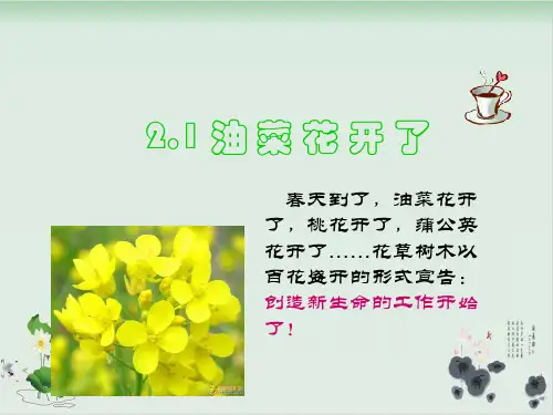 四年级下册科学课件油菜花开了教科版(共29张PPT)