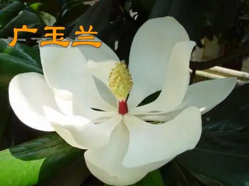 18《广玉兰》PPT课件yong