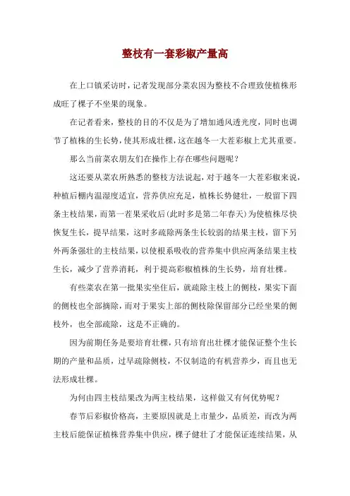 整枝有一套 彩椒产量高