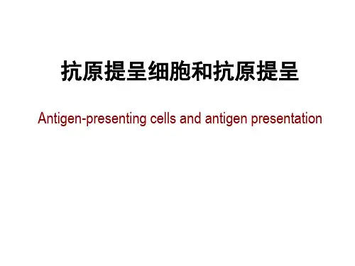 抗原提呈细胞和抗原提呈
