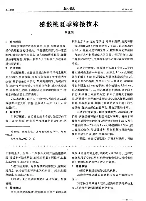 猕猴桃夏季嫁接技术