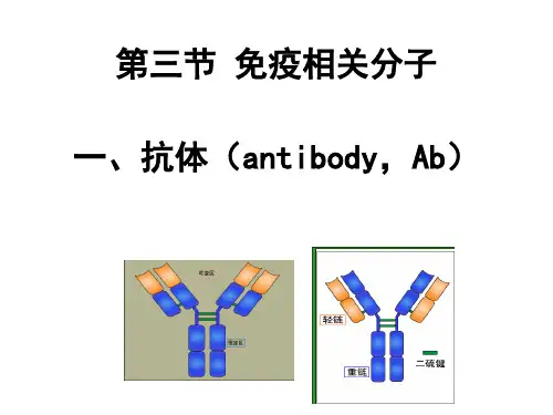 兽医免疫学《抗体》课件
