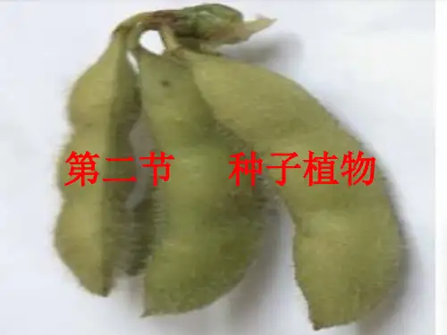 人教版PPT《种子植物》精讲课件PPT1
