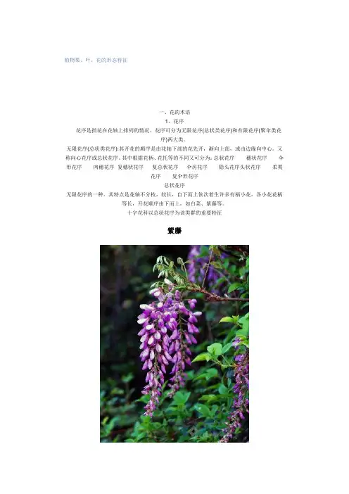 植物果、叶、花的形态特征