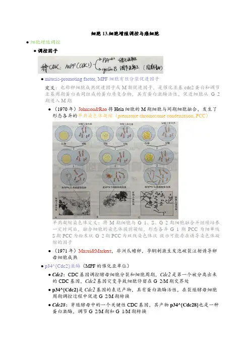 细胞13.细胞增殖调控与癌细胞
