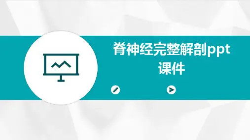 脊神经完整解剖PPT课件
