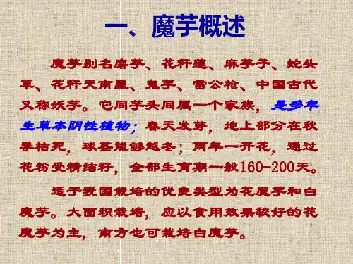 魔芋高产栽培技术