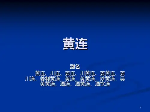 黄连PPT课件