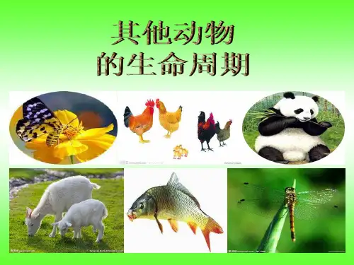 教科版三年级下册科学《其他动物的生命周期》课件