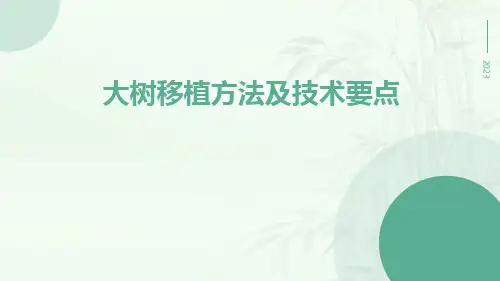 大树移植方法及技术要点