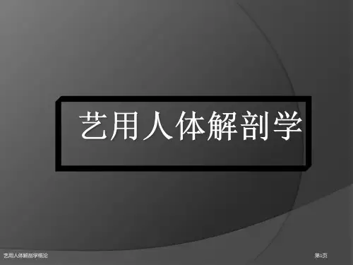 艺用人体解剖学概论