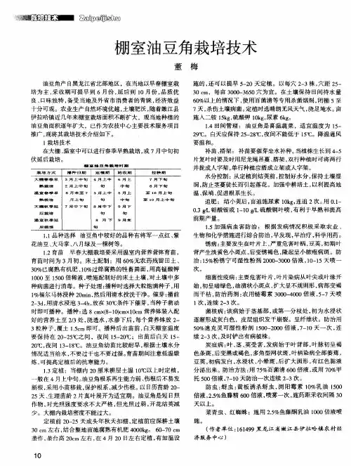 棚室油豆角栽培技术