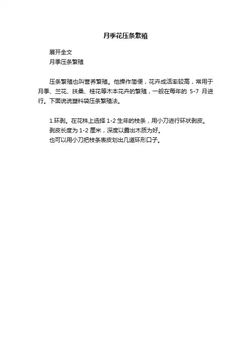 月季花压条繁殖