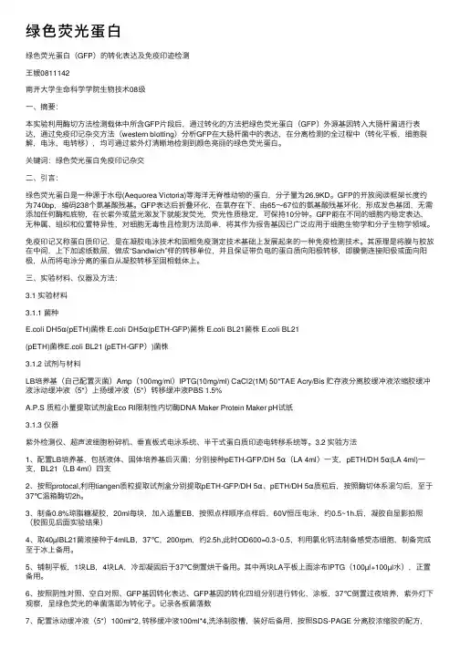 绿色荧光蛋白