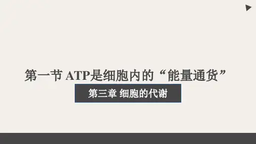 3.1ATP是细胞内的“能量通货”2024-2025学年高一上学期生物浙科版(2019)必修1