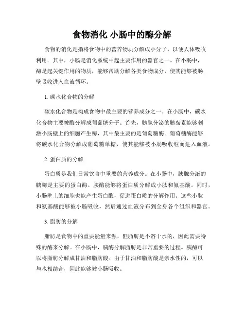 食物消化 小肠中的酶分解
