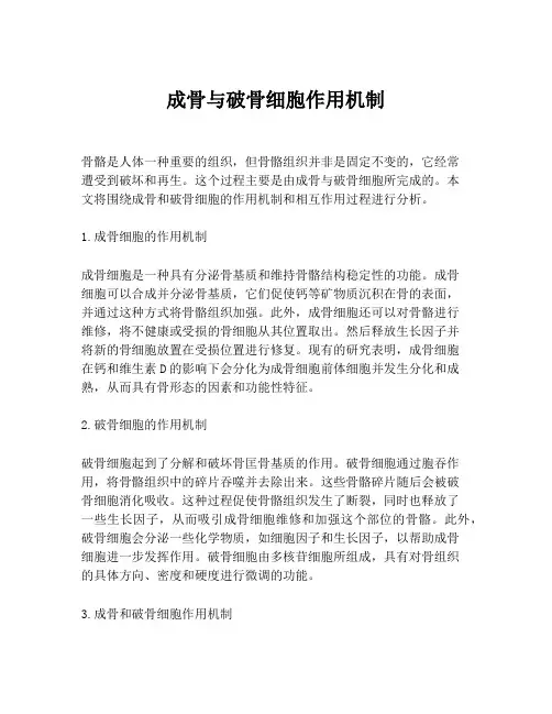 成骨与破骨细胞作用机制