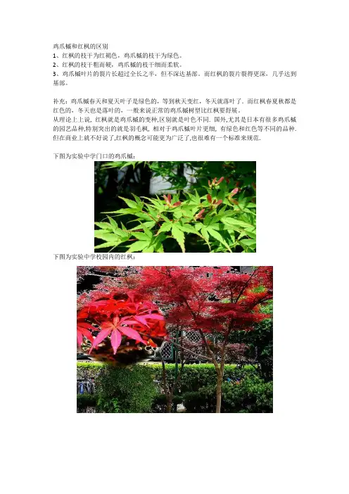 红枫和鸡爪槭