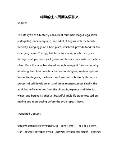 蝴蝶的生长周期英语作文
