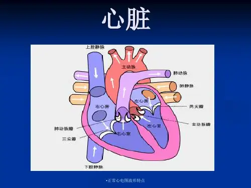 正常心电图波形特点经典实用