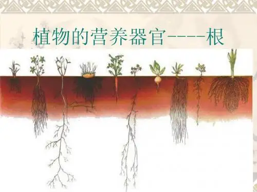 植物的根