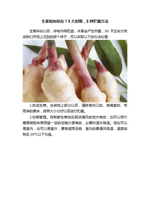 生姜如何保存？3大时期，5种贮藏方法