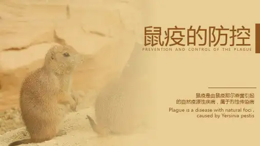 鼠疫的防控科普PPT