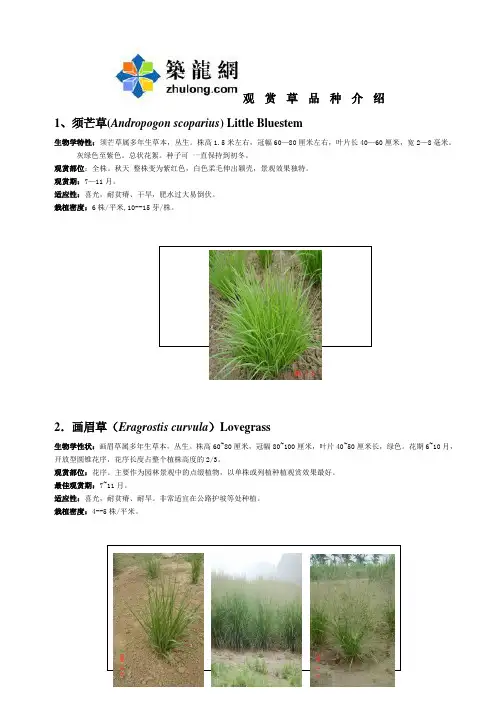 观赏草介绍_secret