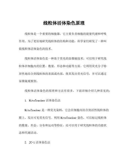 线粒体活体染色原理