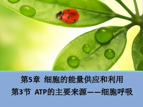 人教版必修一生物5.3《ATP的主要来源——细胞呼吸》(共24张PPT)