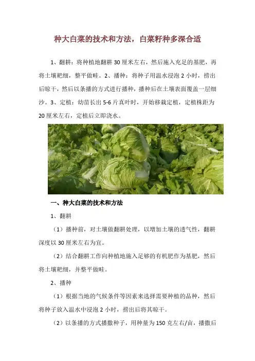 种大白菜的技术和方法,白菜籽种多深合适