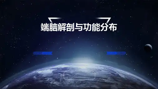端脑解剖与功能分布