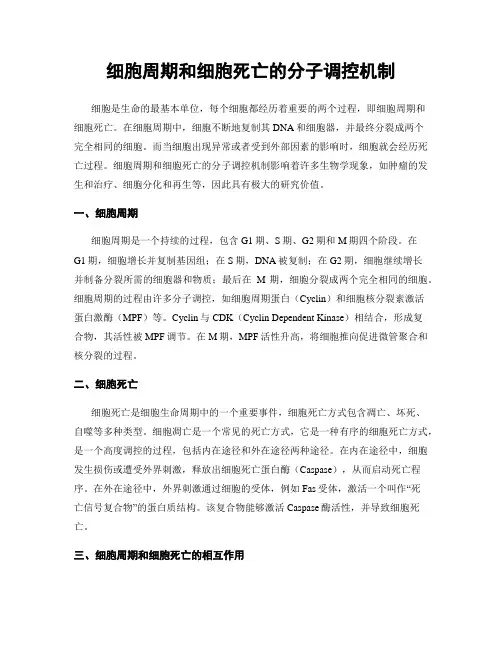 细胞周期和细胞死亡的分子调控机制