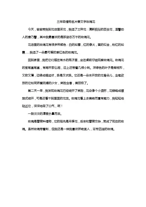 三年级植物名片要文字玫瑰花