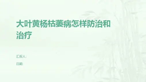 大叶黄杨枯萎病怎样防治和治疗