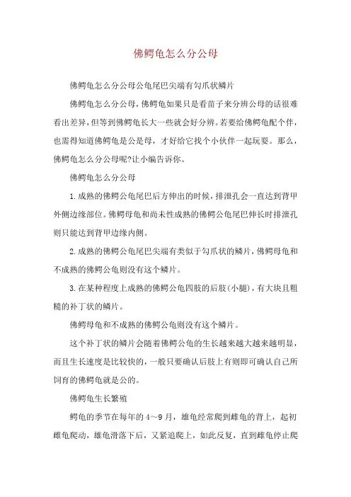 佛鳄龟怎么分公母