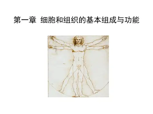 细胞和组织的基本组成与功能