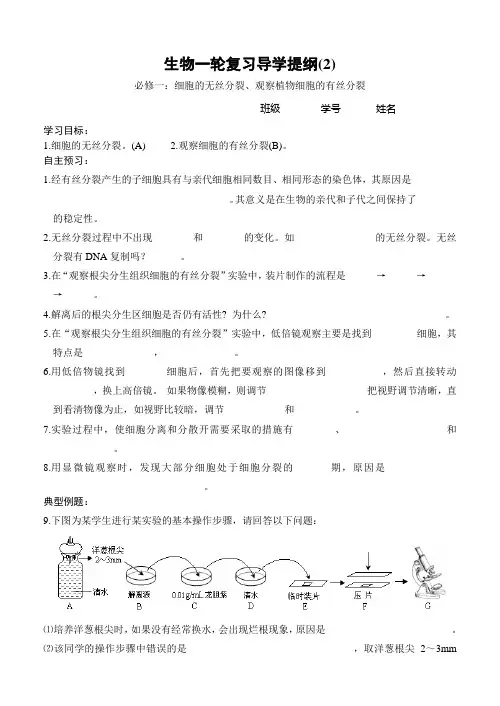 观察植物细胞的有丝分裂