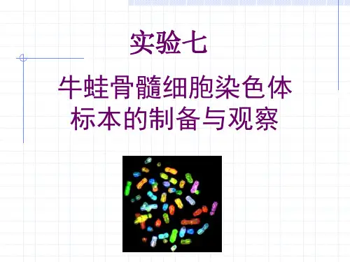 实验七 牛蛙骨髓染色体标本的制备与观察