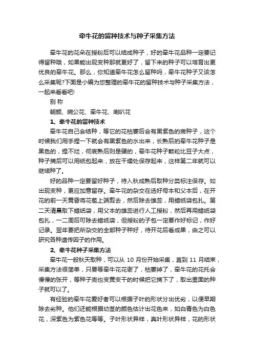 牵牛花的留种技术与种子采集方法