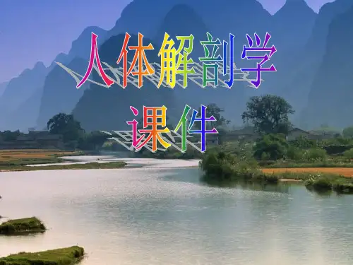 动脉2-ppt人体解剖学PPT课件