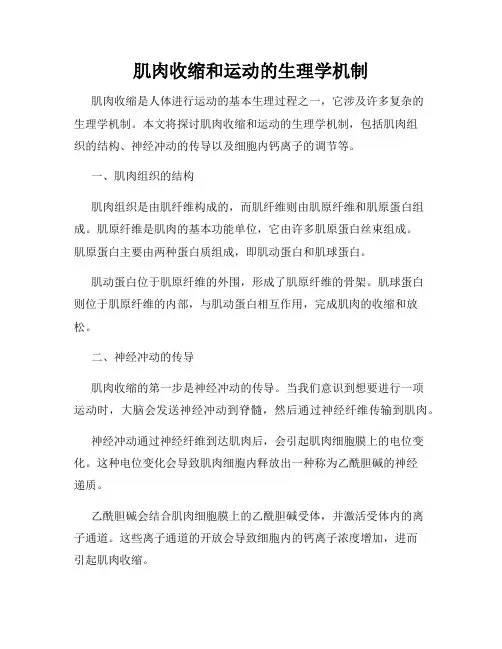 肌肉收缩和运动的生理学机制