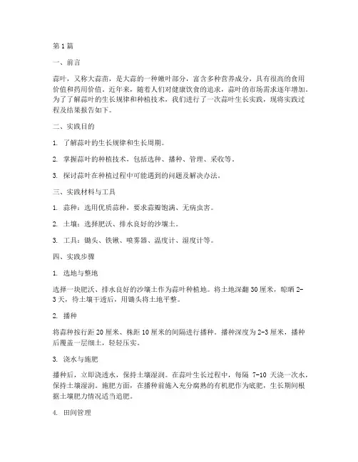 蒜叶生长实践报告(2篇)