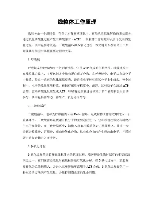 线粒体工作原理