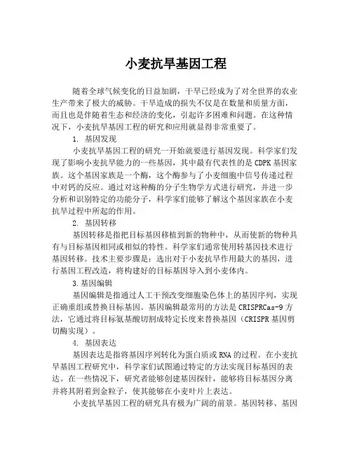小麦抗旱基因工程
