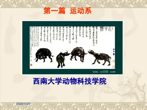 第一章骨和关节
